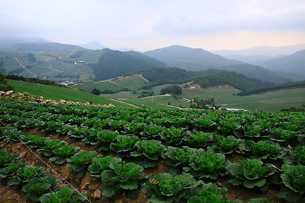 포토 JPG 주간 밭 산 한국 풍경 사람없음 야외 시골 강원도 강릉 배추밭 안만덕 국내포토 자연요소 아시아 농업 파일형식