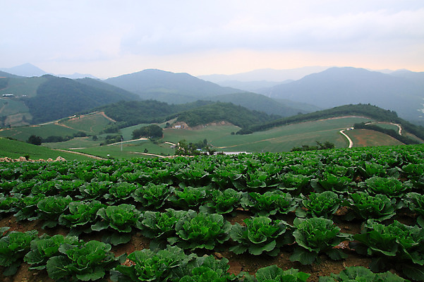 포토 JPG 주간 밭 산 한국 풍경 사람없음 야외 시골 강원도 강릉 배추밭 안만덕 국내포토 자연요소 아시아 농업 파일형식