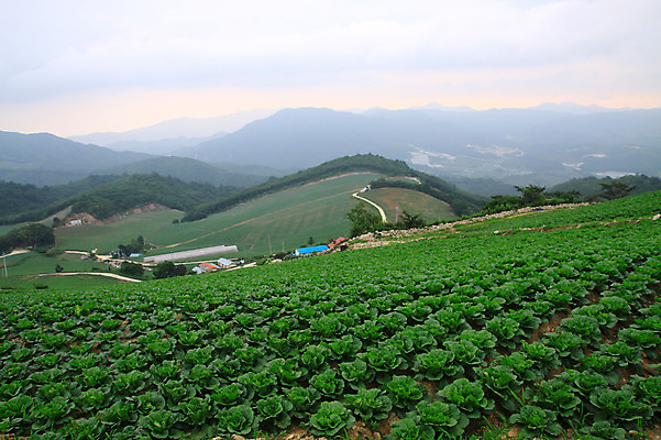 포토 JPG 주간 밭 산 한국 풍경 사람없음 야외 시골 강원도 강릉 배추밭 안만덕 국내포토 자연요소 아시아 농업 파일형식