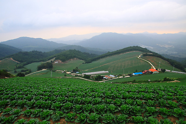 포토 JPG 주간 밭 산 한국 풍경 사람없음 야외 시골 강원도 강릉 배추밭 안만덕 국내포토 자연요소 아시아 농업 파일형식
