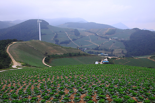 포토 JPG 주간 밭 산 한국 풍경 사람없음 야외 시골 풍력에너지 강원도 강릉 배추밭 안만덕 국내포토 자연요소 아시아 농업 그린에너지 파일형식