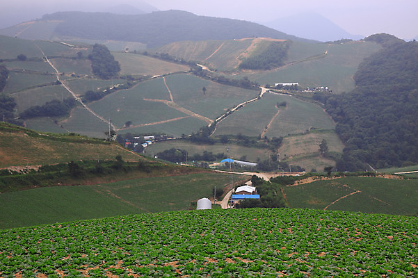 포토 JPG 주간 밭 산 한국 논 풍경 사람없음 야외 시골 강원도 강릉 배추밭 안만덕 국내포토 자연요소 아시아 농업 파일형식