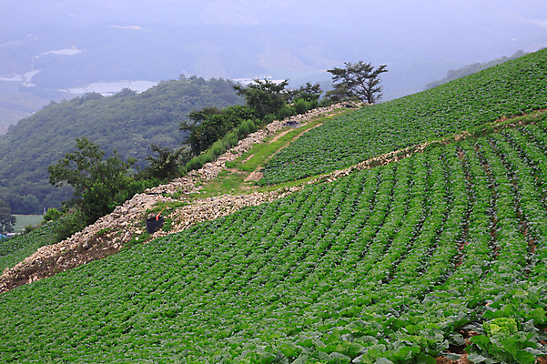 포토 JPG 주간 밭 한국 풍경 경사 사람없음 야외 시골 강원도 강릉 배추밭 안만덕 국내포토 자연요소 아시아 농업 파일형식