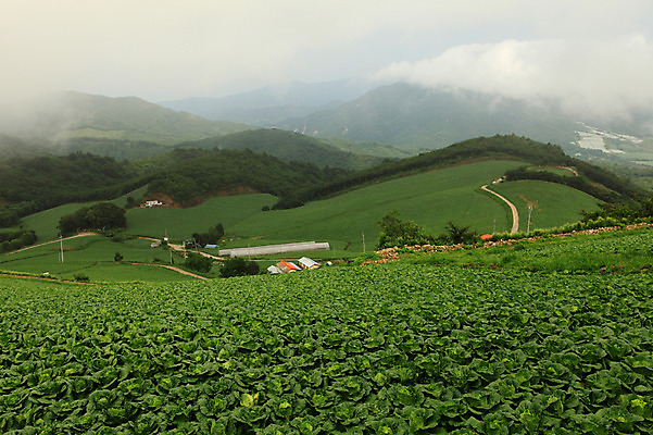 포토 JPG 주간 밭 산 한국 풍경 사람없음 야외 안개 시골 강원도 강릉 배추밭 안만덕 국내포토 자연요소 아시아 농업 날씨 파일형식