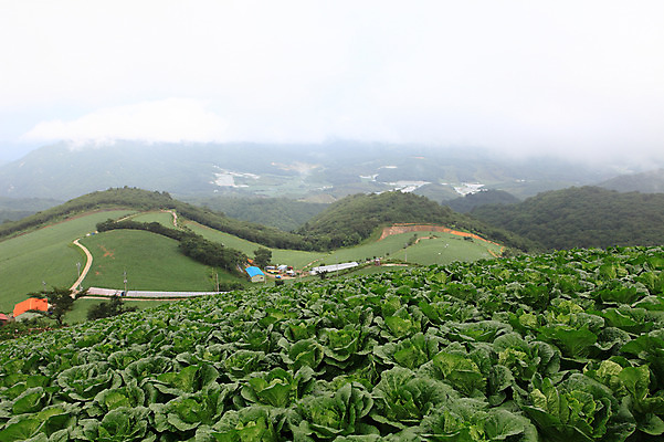 포토 JPG 주간 길 밭 산 한국 풍경 사람없음 야외 안개 시골 강원도 강릉 배추밭 안만덕 국내포토 자연요소 아시아 농업 날씨 파일형식