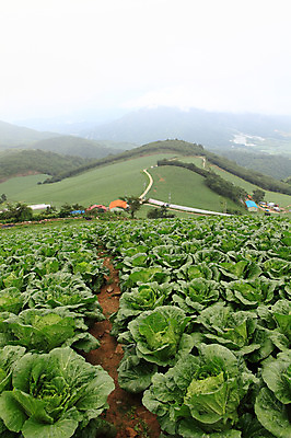 포토 JPG 주간 밭 채소 산 한국 풍경 사람없음 야외 농작물 시골 배추 강원도 강릉 배추밭 안만덕 국내포토 자연요소 아시아 농업 파일형식
