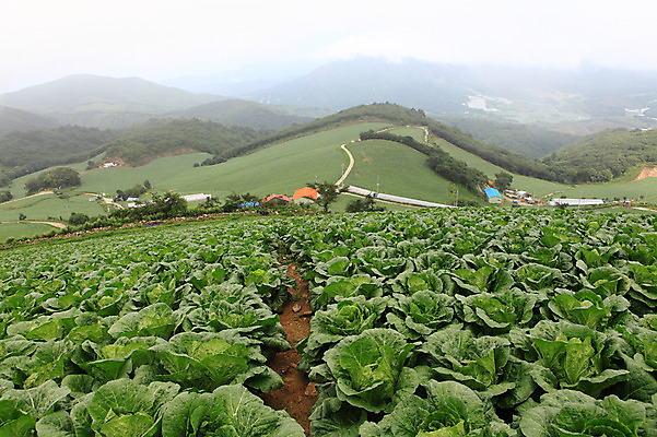 포토 JPG 주간 밭 채소 산 한국 풍경 사람없음 야외 농작물 시골 배추 강원도 강릉 배추밭 안만덕 국내포토 자연요소 아시아 농업 파일형식