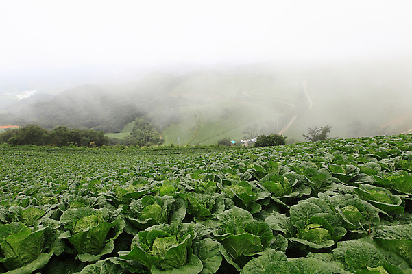 포토 JPG 주간 밭 한국 풍경 사람없음 야외 안개 시골 강원도 강릉 배추밭 안만덕 국내포토 자연요소 아시아 농업 날씨 파일형식