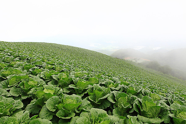 포토 JPG 주간 밭 한국 풍경 사람없음 야외 시골 강원도 강릉 배추밭 안만덕 국내포토 자연요소 아시아 농업 파일형식