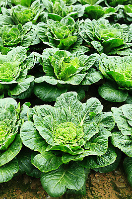 포토 JPG 주간 밭 채소 한국 풍경 사람없음 야외 농작물 시골 배추 강원도 강릉 배추밭 안만덕 국내포토 자연요소 아시아 농업 파일형식