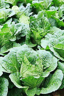 포토 JPG 주간 밭 채소 한국 풍경 사람없음 야외 농작물 시골 배추 강원도 강릉 배추밭 안만덕 국내포토 자연요소 아시아 농업 파일형식