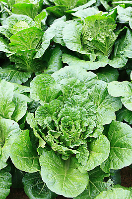 포토 JPG 주간 밭 채소 한국 풍경 사람없음 야외 농작물 시골 배추 강원도 강릉 배추밭 안만덕 국내포토 자연요소 아시아 농업 파일형식