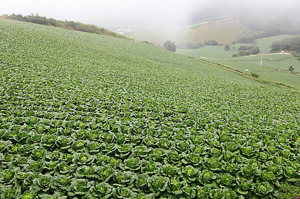 포토 JPG 주간 밭 한국 풍경 사람없음 야외 시골 배추 강원도 강릉 배추밭 안만덕 국내포토 자연요소 아시아 농업 채소 파일형식