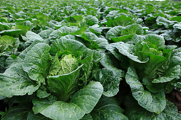 포토 JPG 주간 밭 채소 한국 풍경 사람없음 야외 농작물 시골 배추 강원도 강릉 배추밭 안만덕 국내포토 자연요소 아시아 농업 파일형식