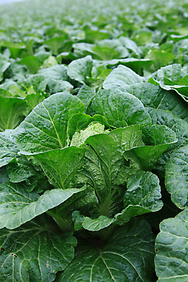 포토 JPG 주간 밭 채소 한국 풍경 사람없음 야외 농작물 시골 배추 강원도 강릉 배추밭 안만덕 국내포토 자연요소 아시아 농업 파일형식