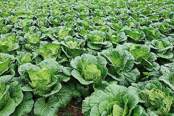 포토 JPG 주간 밭 채소 한국 풍경 사람없음 야외 농작물 시골 배추 강원도 강릉 배추밭 안만덕 국내포토 자연요소 아시아 농업 파일형식