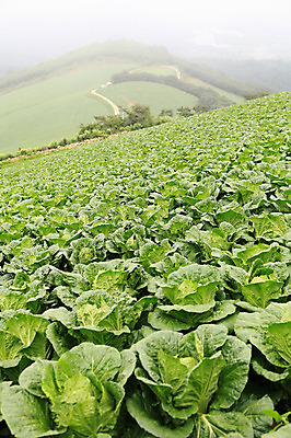 포토 JPG 주간 밭 한국 풍경 사람없음 야외 안개 시골 배추 강원도 강릉 배추밭 안만덕 국내포토 자연요소 아시아 농업 채소 날씨 파일형식