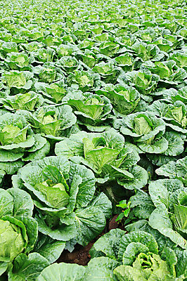 포토 JPG 주간 밭 채소 한국 풍경 사람없음 야외 농작물 시골 배추 강원도 강릉 배추밭 안만덕 국내포토 자연요소 아시아 농업 파일형식