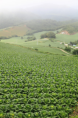 포토 JPG 주간 밭 한국 풍경 경사 사람없음 야외 농작물 시골 배추 강원도 강릉 배추밭 안만덕 국내포토 자연요소 아시아 농업 채소 파일형식