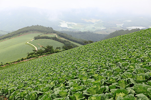 포토 JPG 주간 밭 한국 풍경 경사 사람없음 야외 농작물 시골 강원도 강릉 배추밭 안만덕 국내포토 자연요소 아시아 농업 파일형식