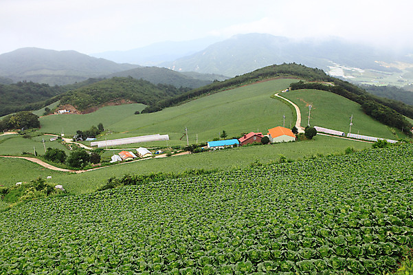 포토 JPG 주간 밭 산 주택 한국 풍경 사람없음 야외 건물 농작물 안개 시골 강원도 강릉 배추밭 안만덕 국내포토 자연요소 건축물 아시아 농업 날씨 파일형식