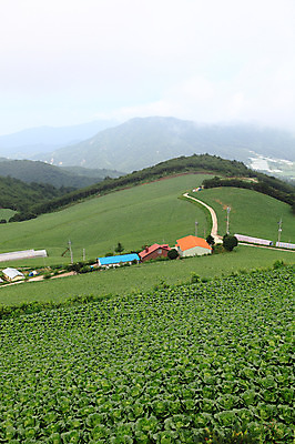포토 JPG 주간 밭 산 주택 한국 풍경 사람없음 야외 건물 농작물 안개 시골 강원도 강릉 배추밭 안만덕 국내포토 자연요소 건축물 아시아 농업 날씨 파일형식