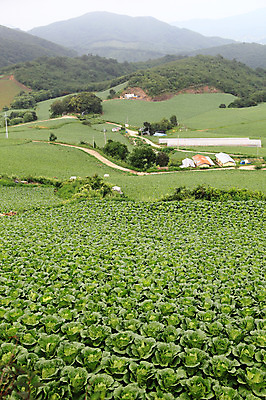 포토 JPG 주간 길 밭 산 주택 한국 풍경 사람없음 야외 농작물 안개 시골 배추 강원도 강릉 배추밭 안만덕 국내포토 자연요소 아시아 농업 채소 날씨 건물 파일형식