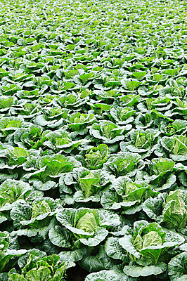 포토 JPG 주간 밭 채소 한국 풍경 사람없음 야외 농작물 시골 배추 강원도 강릉 배추밭 안만덕 국내포토 자연요소 아시아 농업 파일형식