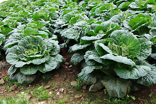 포토 JPG 주간 밭 채소 한국 풍경 사람없음 야외 농작물 시골 배추 강원도 강릉 배추밭 안만덕 국내포토 자연요소 아시아 농업 파일형식