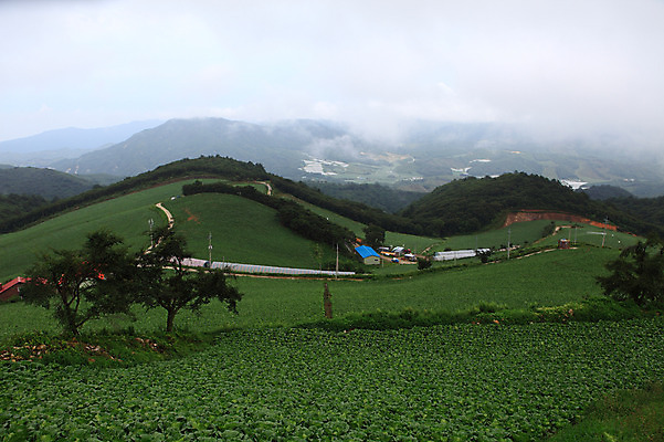 포토 JPG 주간 나무 구름 밭 산 한국 풍경 사람없음 야외 농작물 안개 시골 강원도 강릉 배추밭 안만덕 국내포토 자연요소 식물 아시아 농업 날씨 파일형식