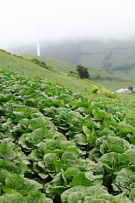 포토 JPG 주간 밭 채소 한국 풍경 사람없음 야외 농작물 시골 배추 강원도 강릉 배추밭 안만덕 국내포토 자연요소 아시아 농업 파일형식