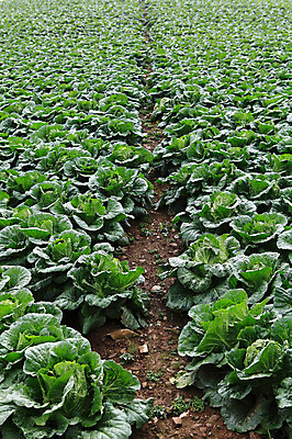 포토 JPG 주간 밭 채소 한국 풍경 사람없음 야외 농작물 시골 배추 강원도 강릉 배추밭 안만덕 국내포토 자연요소 아시아 농업 파일형식
