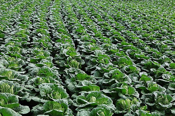 포토 JPG 주간 밭 채소 한국 풍경 사람없음 야외 농작물 시골 배추 강원도 강릉 배추밭 안만덕 국내포토 자연요소 아시아 농업 파일형식