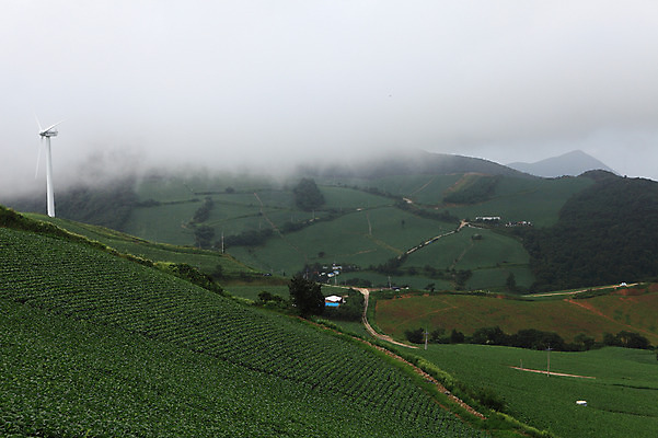 포토 JPG 주간 길 밭 산 한국 풍경 경사 사람없음 야외 안개 시골 풍력에너지 강원도 강릉 배추밭 안만덕 국내포토 자연요소 아시아 농업 날씨 그린에너지 파일형식