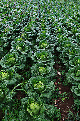 포토 JPG 주간 밭 채소 한국 풍경 사람없음 야외 농작물 시골 배추 강원도 강릉 배추밭 안만덕 국내포토 자연요소 아시아 농업 파일형식