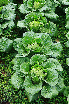 포토 JPG 주간 밭 채소 한국 풍경 사람없음 야외 농작물 시골 배추 강원도 강릉 배추밭 안만덕 국내포토 자연요소 아시아 농업 파일형식