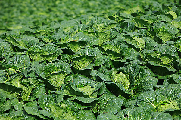 포토 JPG 주간 밭 채소 한국 풍경 사람없음 야외 농작물 시골 배추 강원도 강릉 배추밭 안만덕 국내포토 자연요소 아시아 농업 파일형식