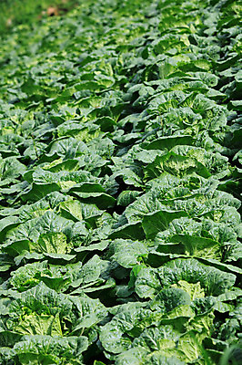 포토 JPG 주간 밭 채소 한국 풍경 사람없음 야외 농작물 시골 배추 강원도 강릉 배추밭 안만덕 국내포토 자연요소 아시아 농업 파일형식