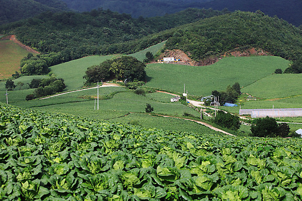포토 JPG 주간 길 밭 산 주택 한국 풍경 사람없음 야외 마을 시골 숲 강원도 강릉 배추밭 안만덕 국내포토 자연요소 아시아 농업 건물 파일형식
