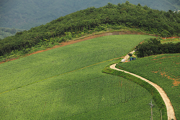 포토 JPG 주간 나무 길 밭 한국 풍경 사람없음 야외 시골 숲 강원도 강릉 배추밭 안만덕 국내포토 자연요소 식물 아시아 농업 파일형식