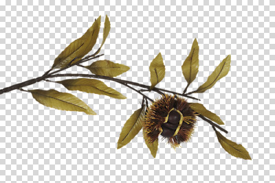 식물 편집 편집이미지 계절 열매 잎 나뭇잎 사람없음 가을 나뭇가지 밤 밤송이 오브젝트 밤나무 PNG 편집소스 나무 견과류 밤_견과류 파일형식