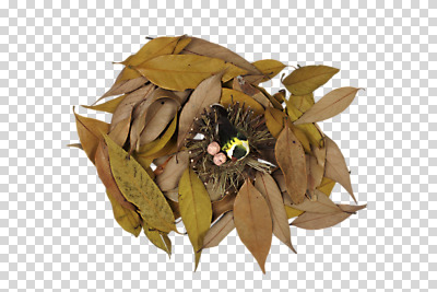 편집 편집이미지 계절 낙엽 잎 조류 나뭇잎 건조 사람없음 하이앵글 가을 둥지 오브젝트 PNG 새모형 편집소스 식물 동물 뷰포인트 모형 파일형식