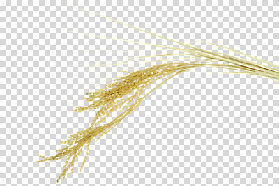 식물 편집 편집이미지 계절 줄기 곡류 사람없음 추수 벼 가을 풀 오브젝트 PNG 한해살이풀 편집소스 농업 파일형식