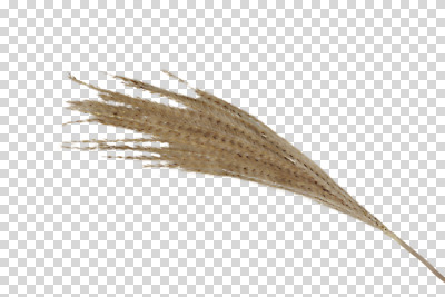 식물 편집 편집이미지 계절 사람없음 가을 오브젝트 억새 PNG 편집소스 파일형식