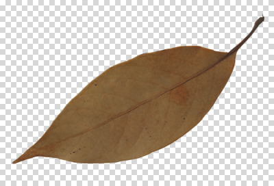 식물 편집 편집이미지 계절 컬러 잎 나뭇잎 사람없음 갈색 가을 오브젝트 잎맥 PNG 편집소스 파일형식