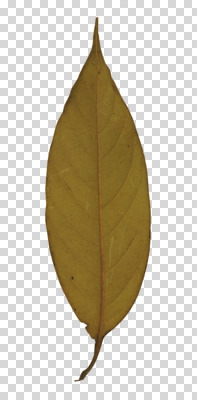 식물 편집 편집이미지 계절 잎 나뭇잎 사람없음 가을 오브젝트 잎맥 PNG 편집소스 파일형식
