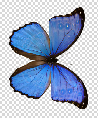 편집 편집이미지 한마리 컬러 나비 곤충 절지류 날개 사람없음 파란색 하이앵글 나방 PNG 편집소스 동물 1 뷰포인트 파일형식