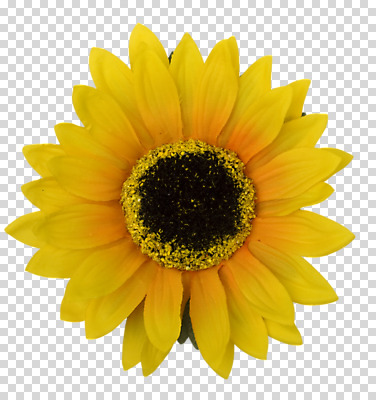 식물 편집 편집이미지 꽃잎 꽃 컬러 한송이 해바라기 사람없음 노란색 개화 PNG 편집소스 1 송이 파일형식