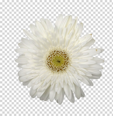 식물 편집 편집이미지 꽃잎 꽃 컬러 한송이 사람없음 흰색 개화 데이지 PNG 편집소스 1 송이 파일형식