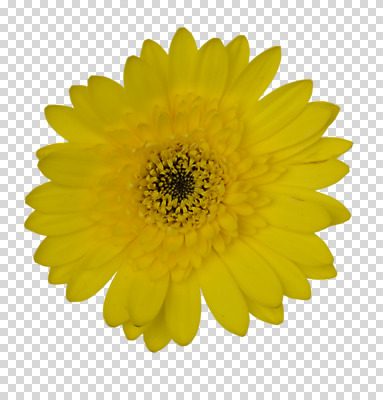 식물 편집 편집이미지 꽃잎 꽃 컬러 한송이 사람없음 노란색 개화 데이지 PNG 편집소스 1 송이 파일형식